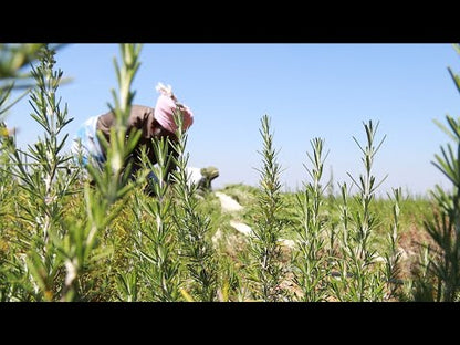 Rosemary Essential Oil