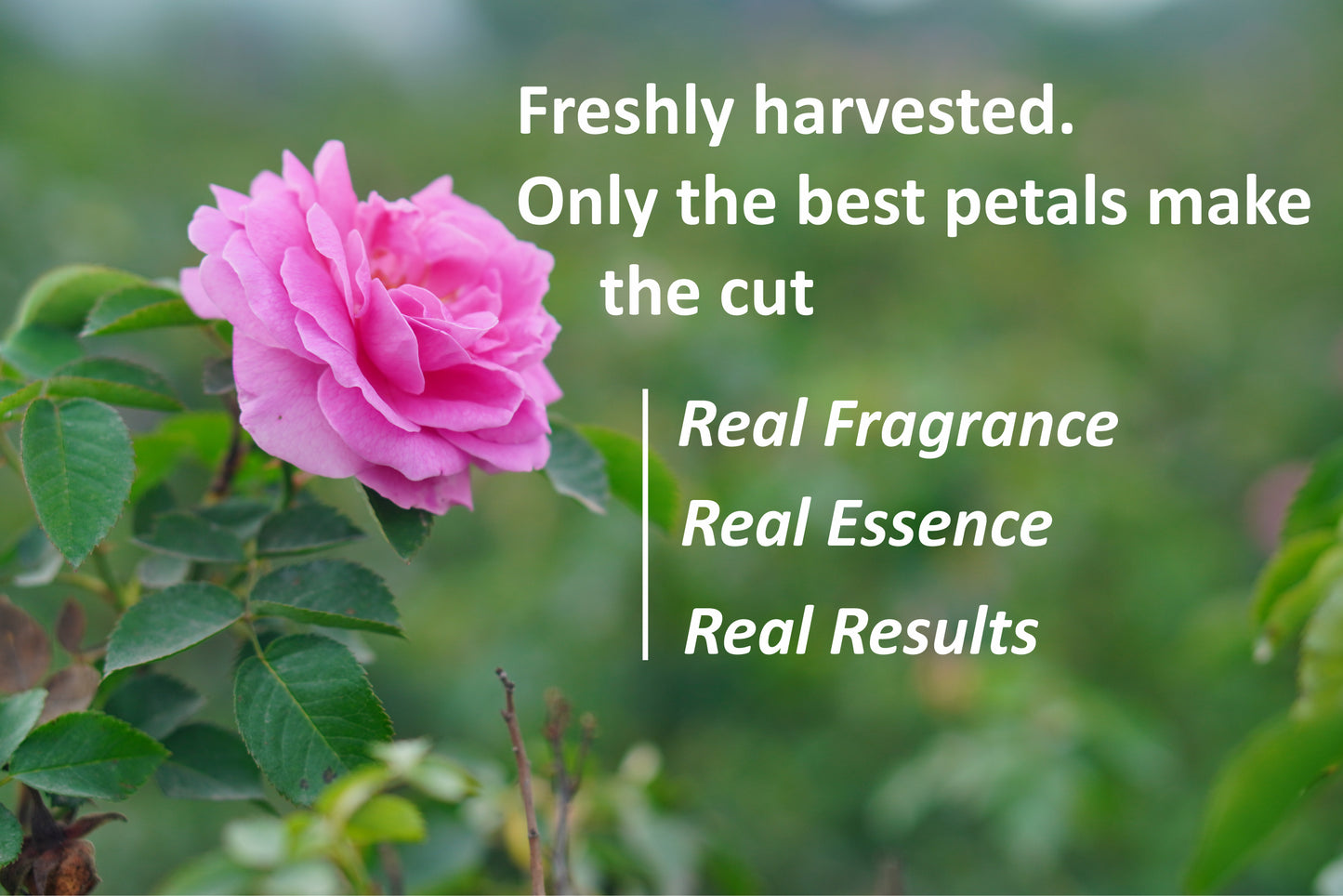 Edible Rose Water- 100% Pure, Natural and Organic